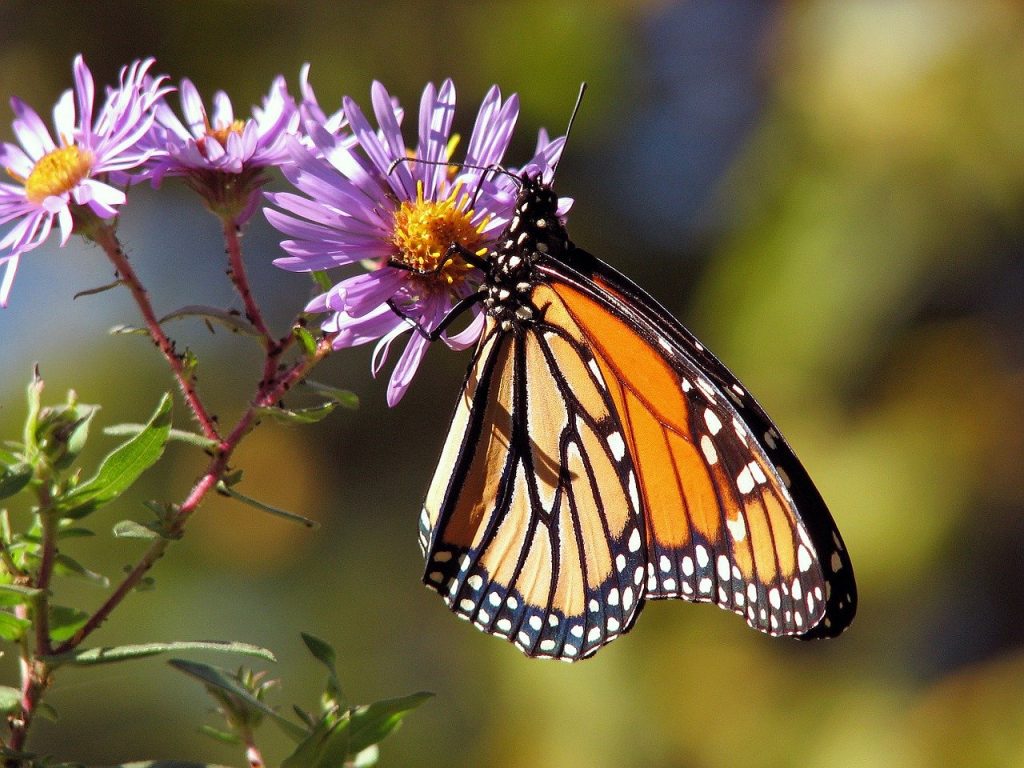 Butterflies were said to move between worlds.