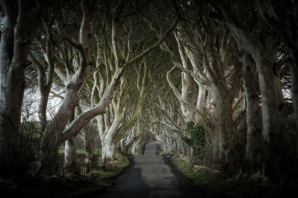The Dark Hedges are amongst the most famous filming locations in Ireland. 
