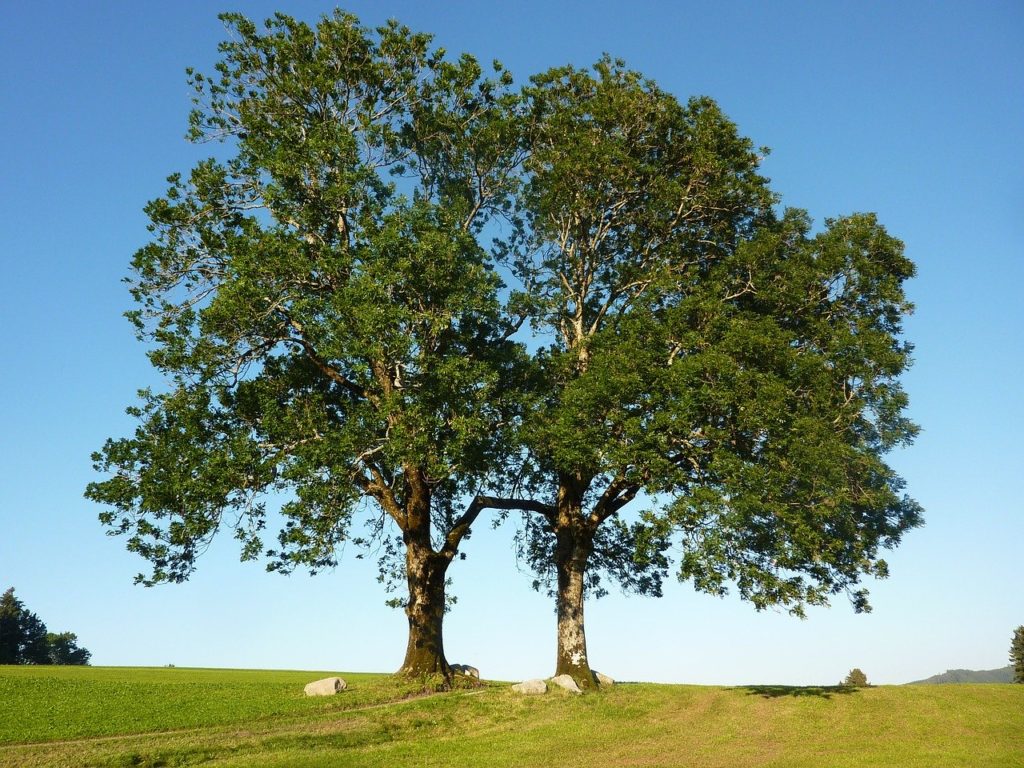 Ash is another of the top native Irish trees.