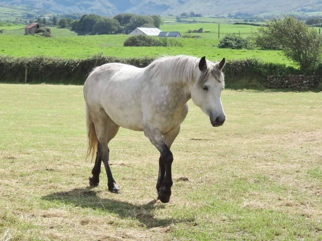 Connemara ponies are the only unique breed of horse to Ireland.