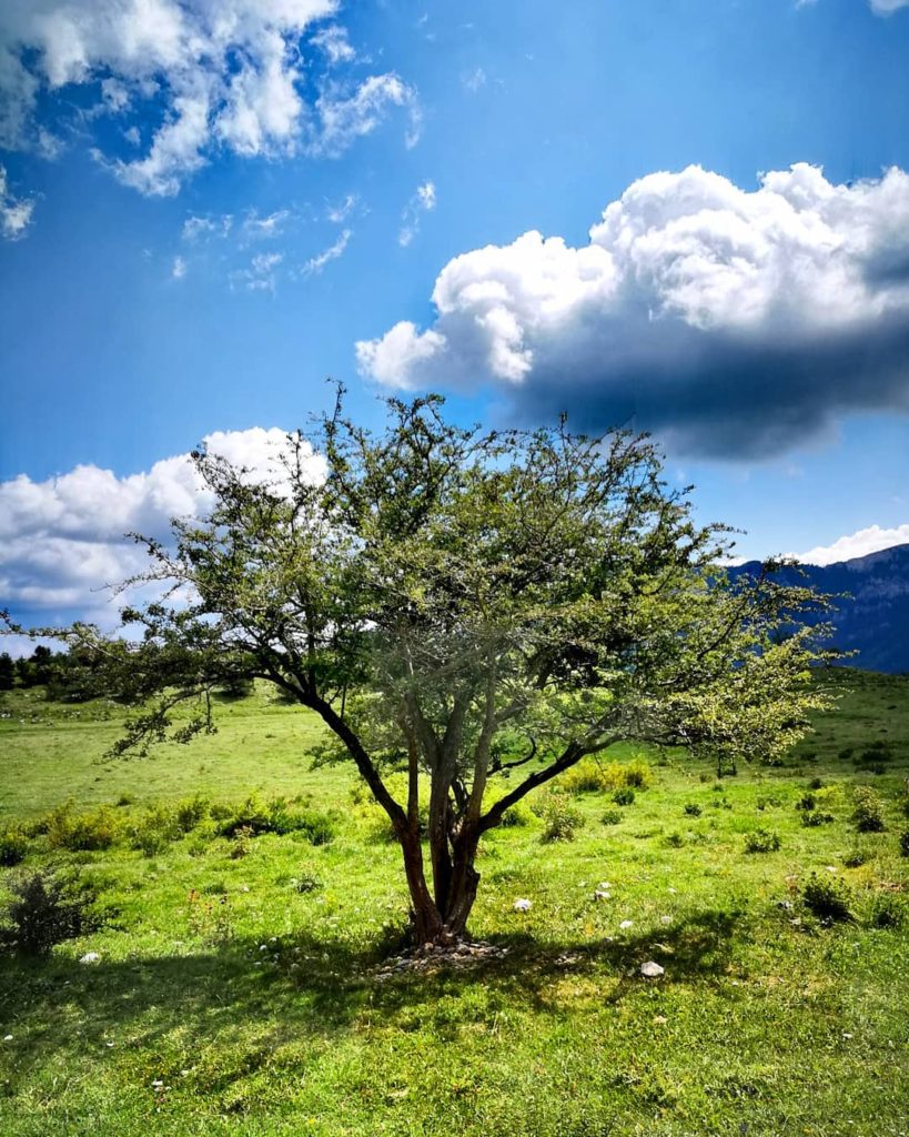 Top 10 INCREDIBLE NATIVE Irish trees, RANKED