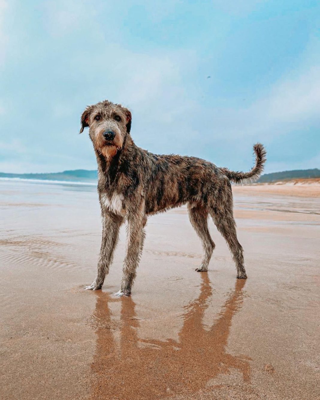 IRISH WOLFHOUND dog breed information and all you need to know