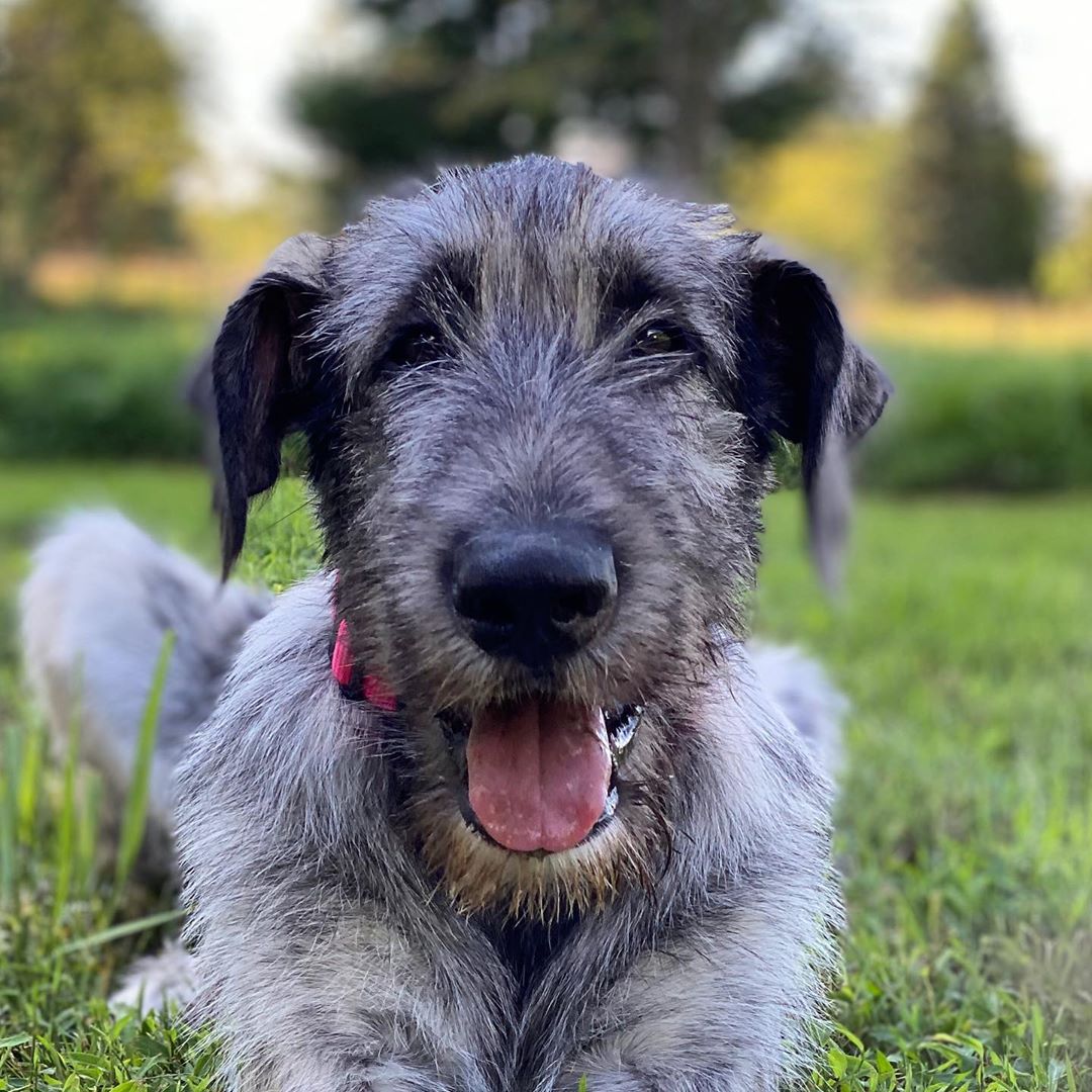 irish wolfhound tours