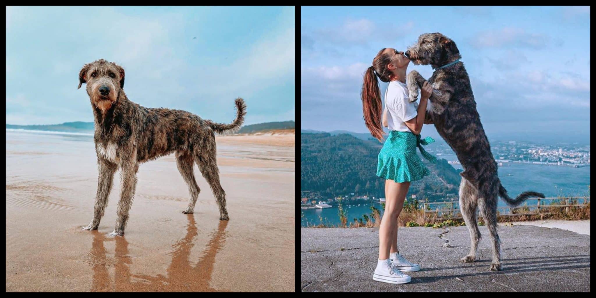 irish wolfhound big dog breed