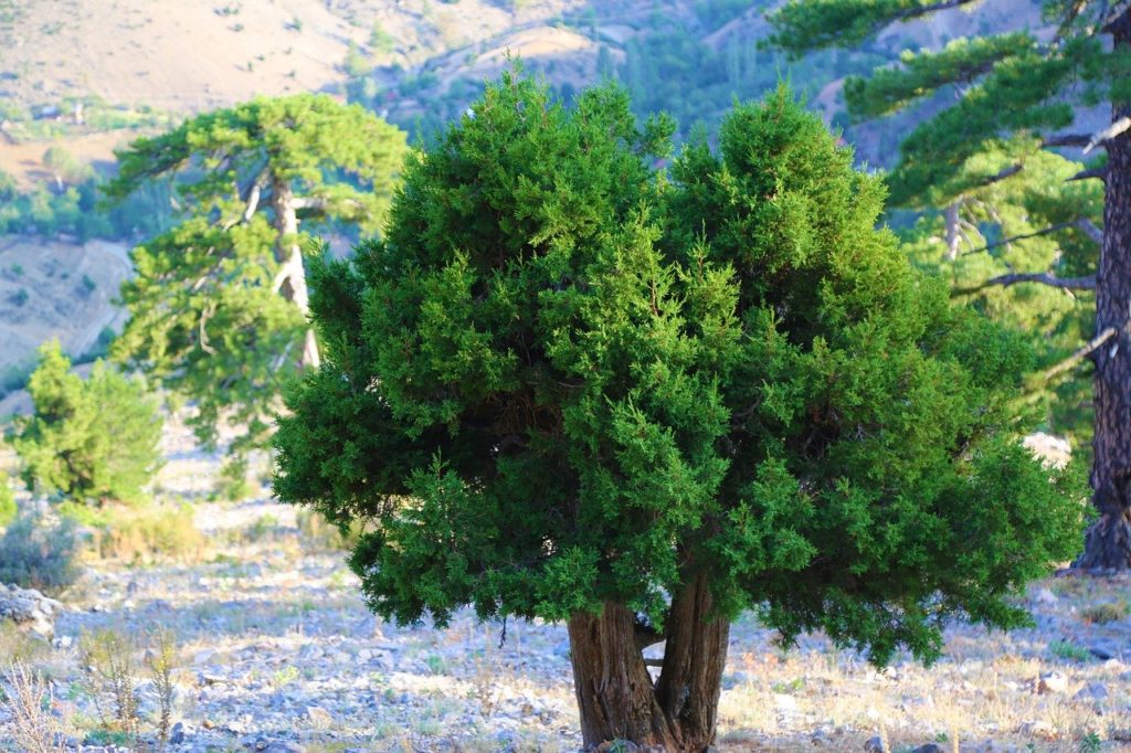 Juniper is known for the flavouring of types of gin.