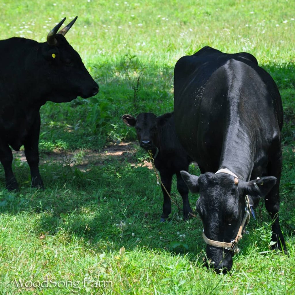They are among the oldest breeds of cows.