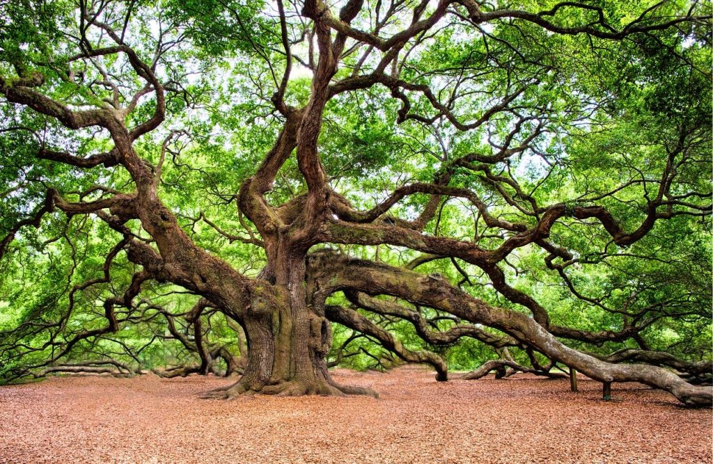 The oak is one of the top native Irish trees.