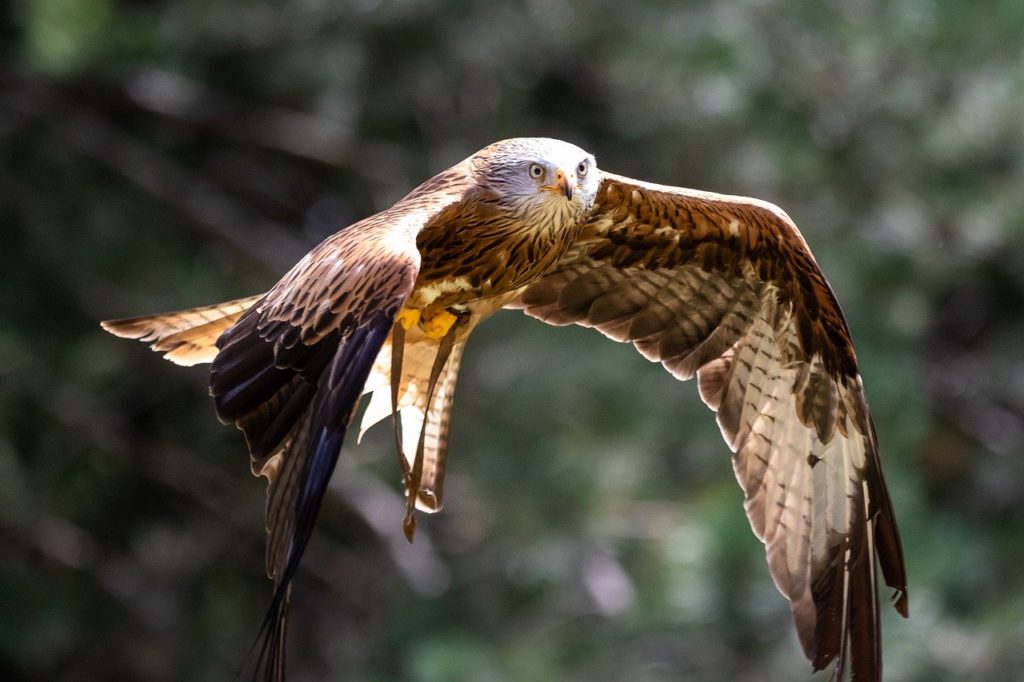 BIRDS OF PREY IN IRELAND: where to see the top 7