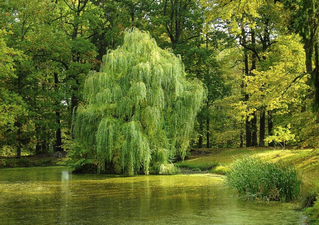 Willow are another of the top native Irish trees that have made our list.