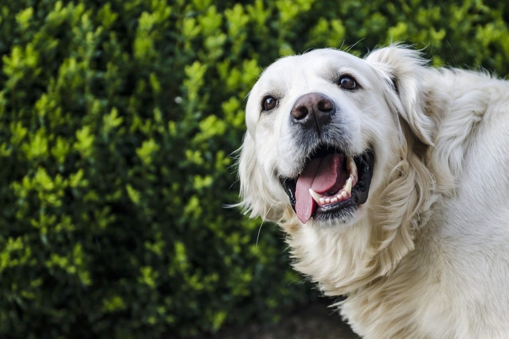 The golden retriever is fun loving and another of the top most popular dog breeds in Ireland .