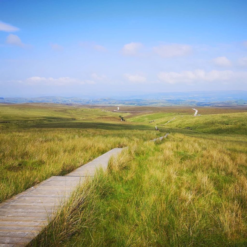 The boardwalk meandering through the bogland.
