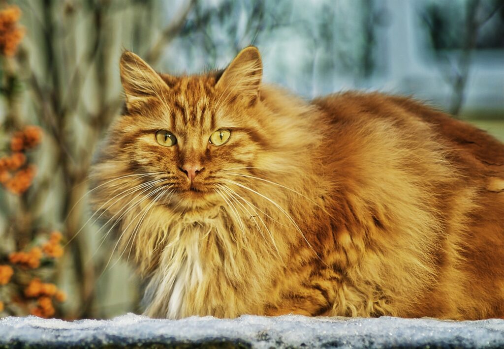 Cat is next on our list of mad Donegal words.