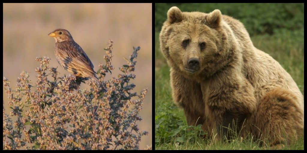 Top 10 AMAZING but sadly EXTINCT animals in Ireland Top 10 AMAZING but sadly EXTINCT animals in Ireland