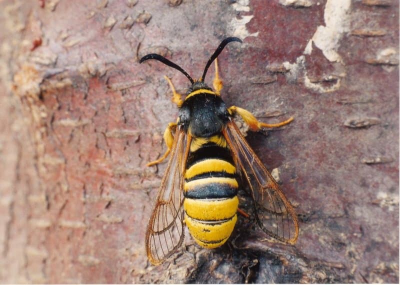 Hornet moth is number eight on our list of extinct animals in Ireland.