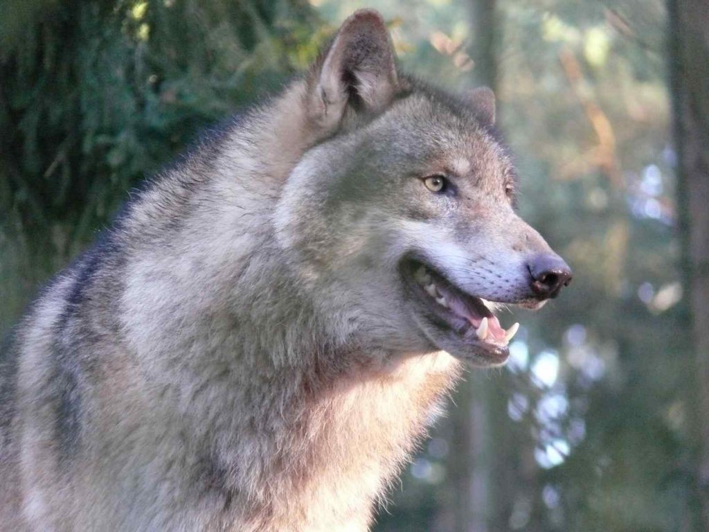 They grey wolf is number four on our list of extinct animals in Ireland.