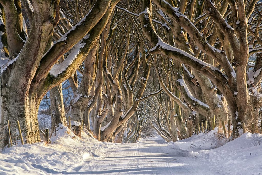 When to visit The Dark Hedges.