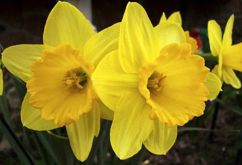 Yellow flowers were traditional on May Day in Ireland.