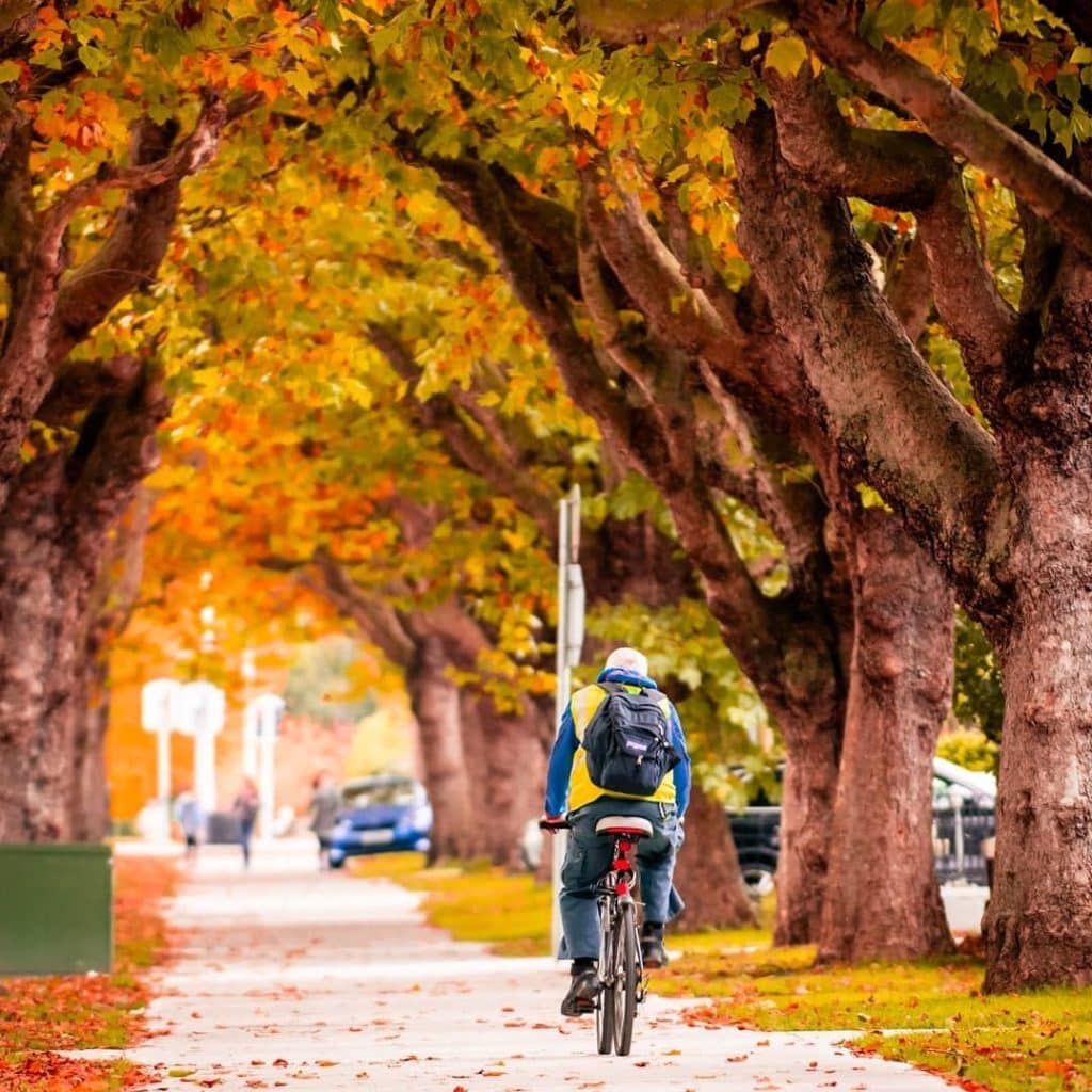 Griffith Avenue comes to life in the autumn.