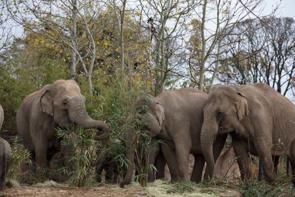 Don't miss Dublin Zoo.