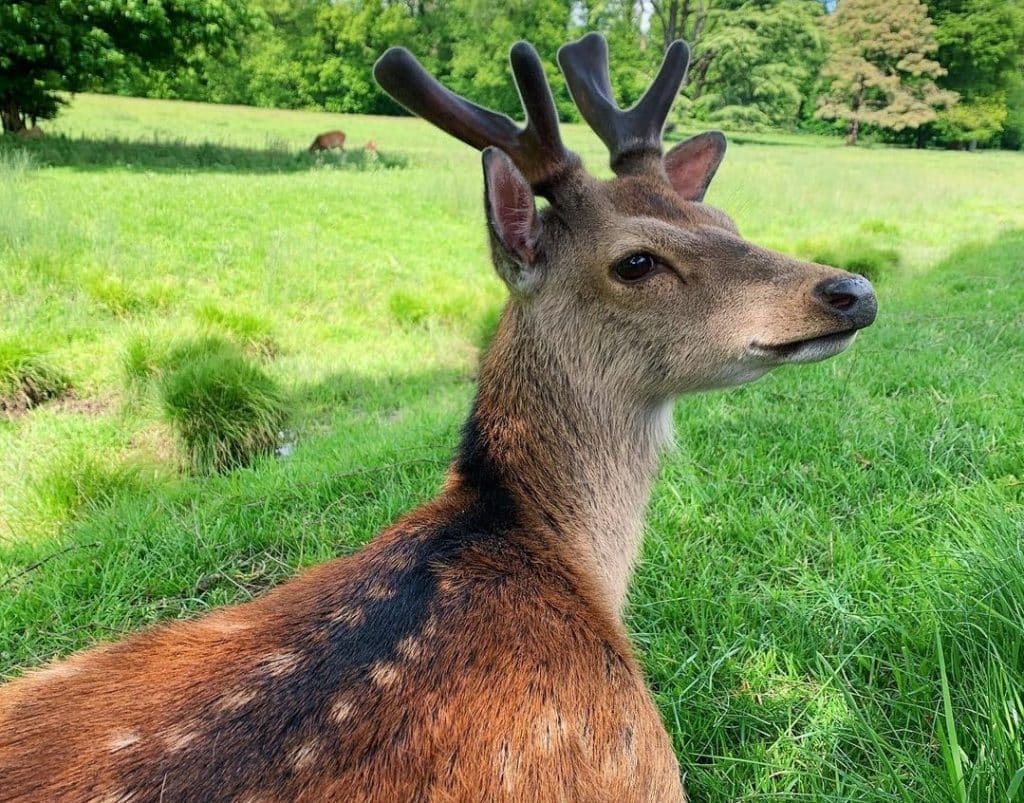 Doneraile Wildlife Park is one of the best wildlife and national parks in Ireland.