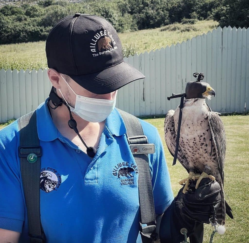 Aillwee Birds of Prey centre is one of the best wildlife and national parks in Ireland.