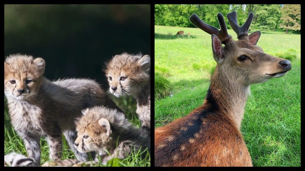 Escape the mundane and take a trip on the wild side. Here are the ten best wildlife and national parks in Ireland.