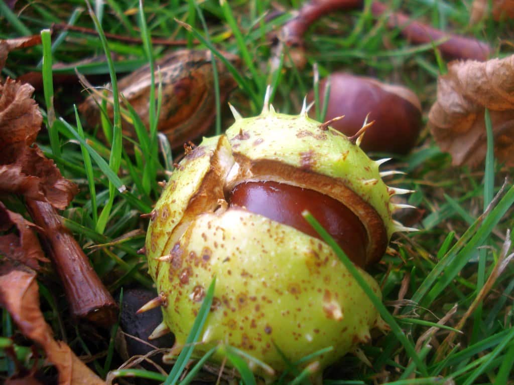 A chessie is a chestnut.