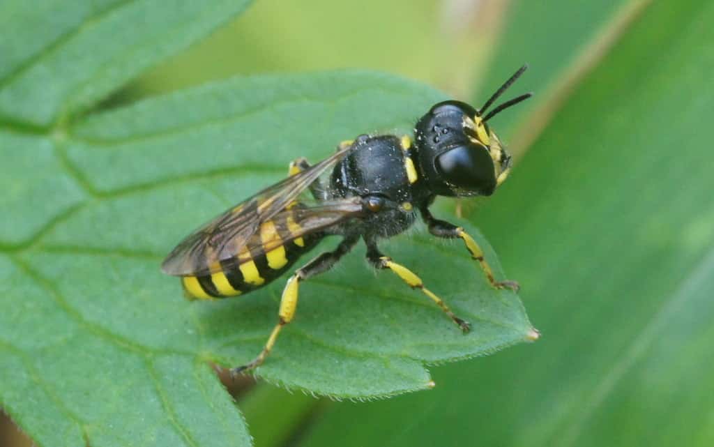 Wazzie means wasp in Cork slang.