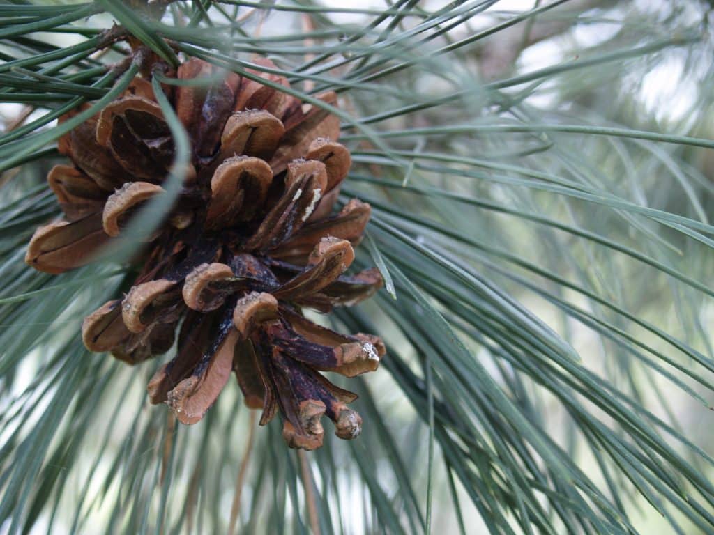 A tory top is a pine cone.