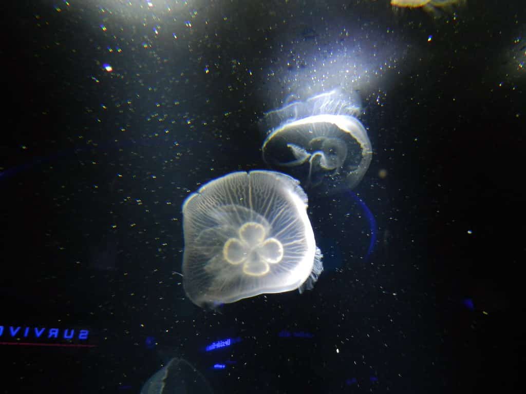 Where you can find moon jellyfish.