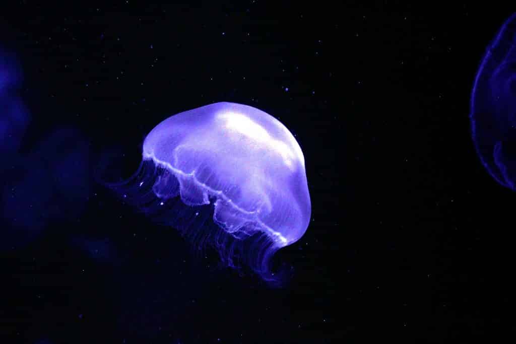 How to spot a moon jellyfish.