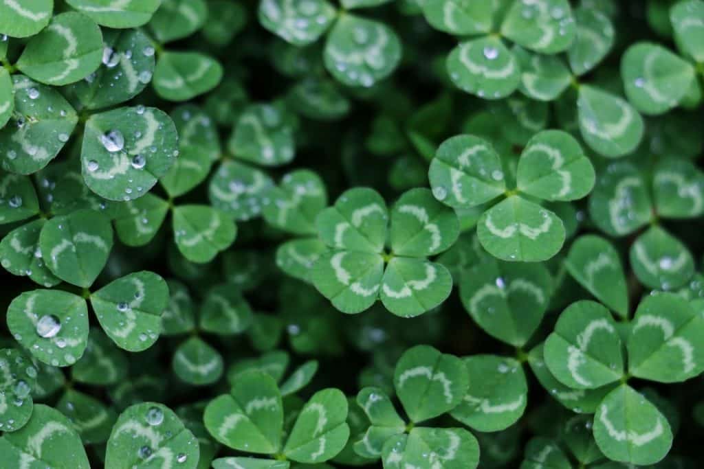 The so-called Luck of the Irish is one of the ways Irish culture influenced the world.