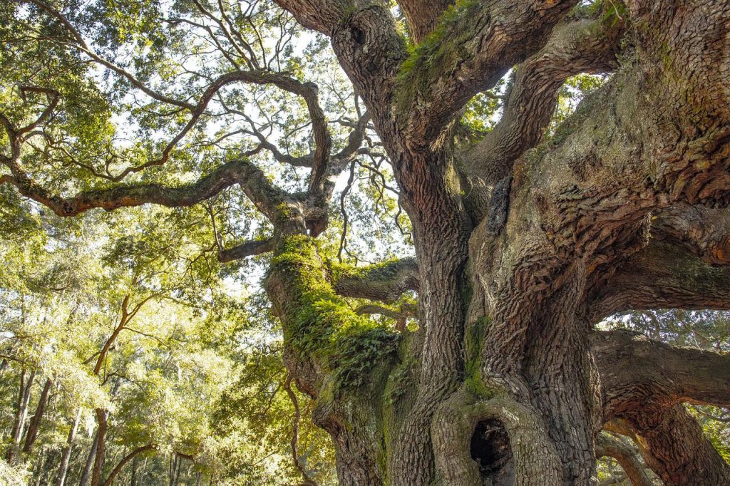 An Irish fairy tree.