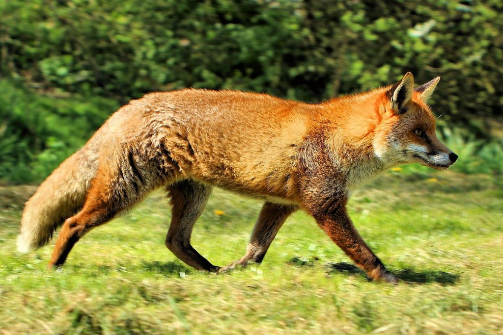 Shine, which descends from a word meaning fox, is one of the Irish surnames that are disappearing. 