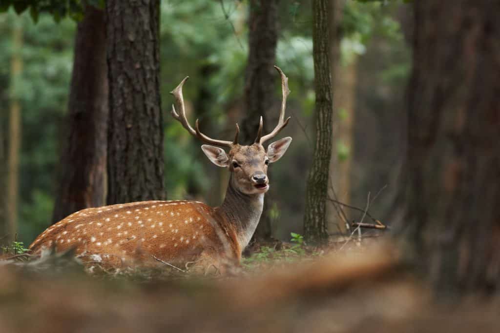 Sadhbh was transformed into a deer.