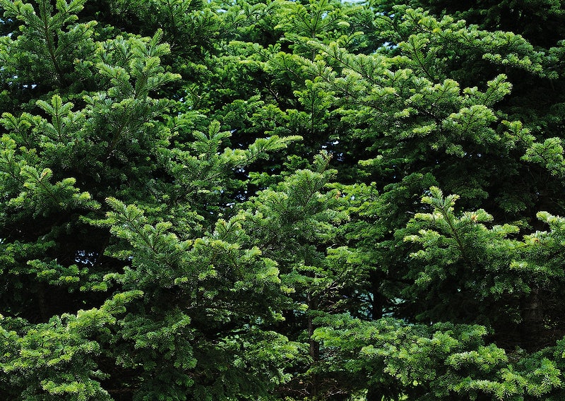 Evergreen trees are represented in the Irish symbol for strength.