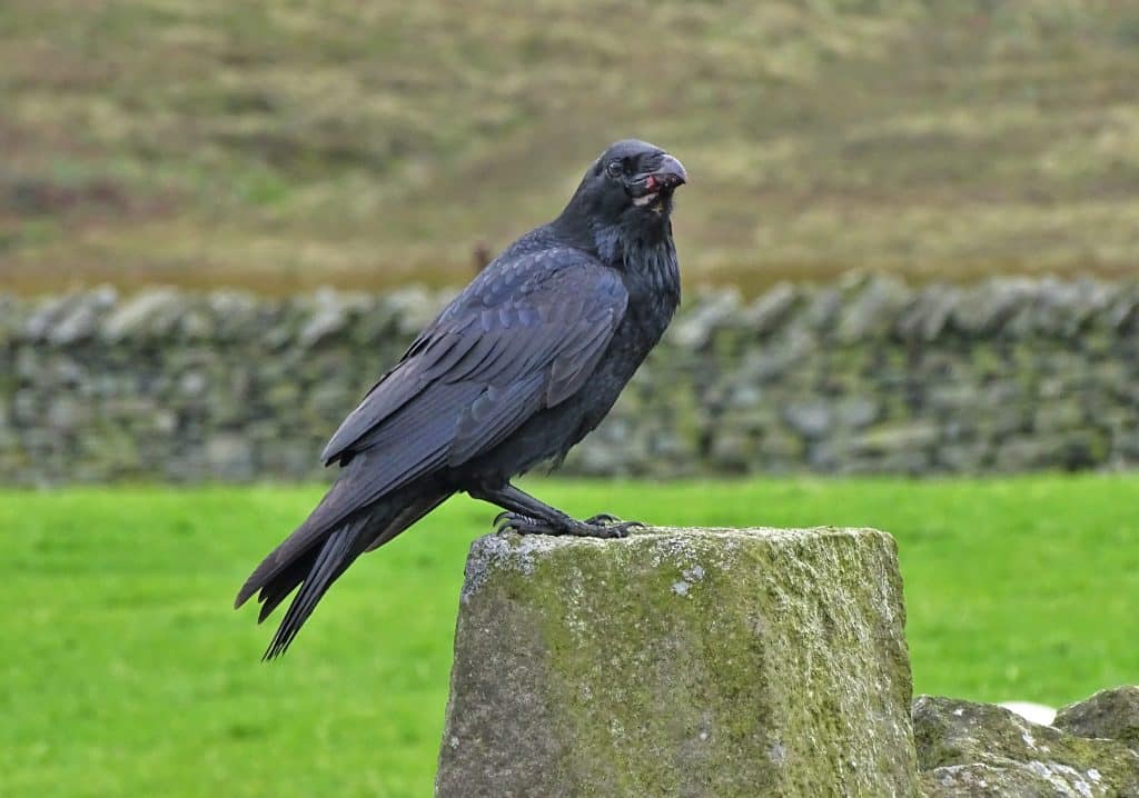 A raven standing on a stone.