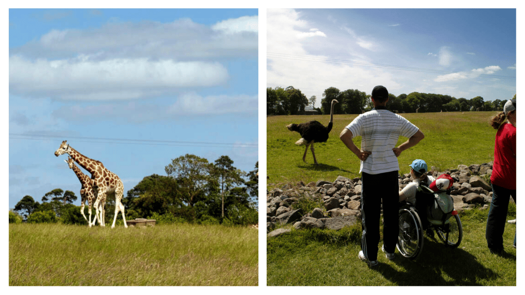Fota Wildlife Park is a must-visit.