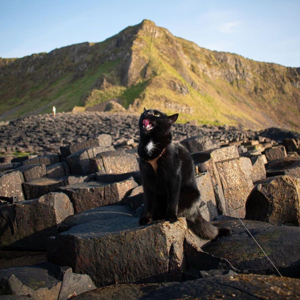 Mila the Adventure Cat visiting the Giant's Causeway.