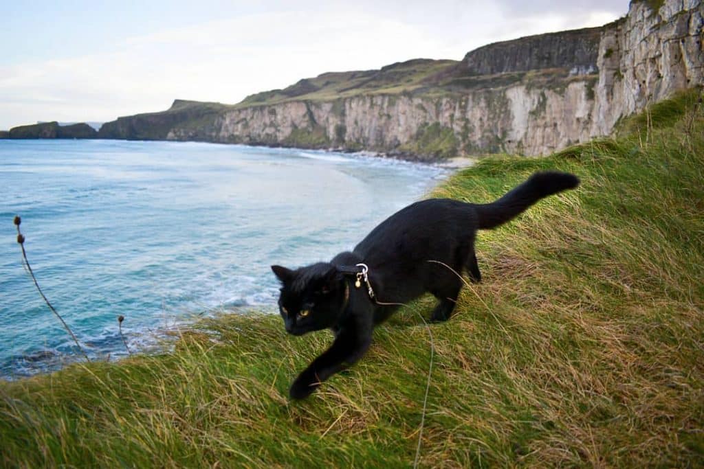 Mila the Adventure Cat loves exploring Ireland.