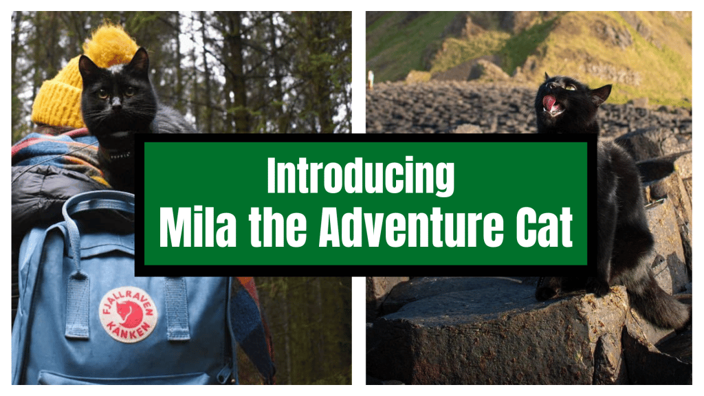 Meet Mila the Adventure Cat!