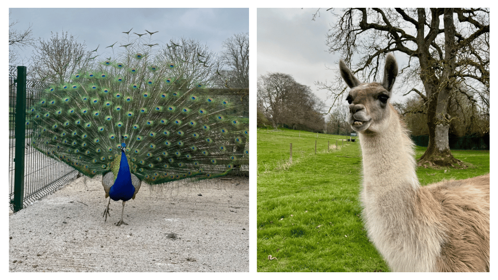 Newpark Wildlife Farm is one of the best open farm parks and petting zoos in Ireland.