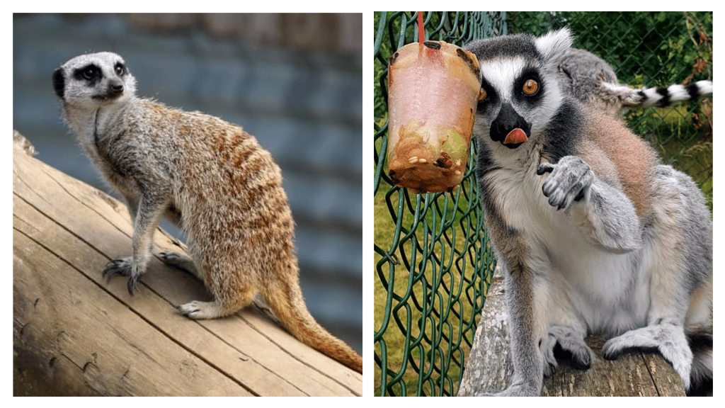Secret Valley Wildlife Park is one of the best open farm parks and petting zoos in Ireland.