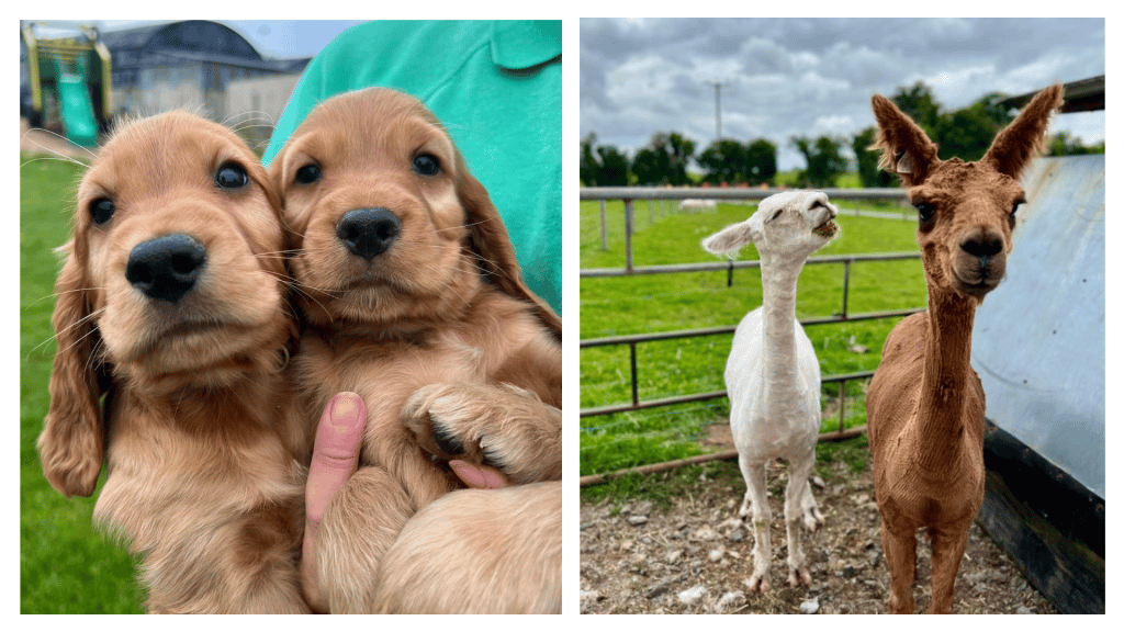 Streamvale Farm is one of the best open farm parks and petting zoos in Ireland.