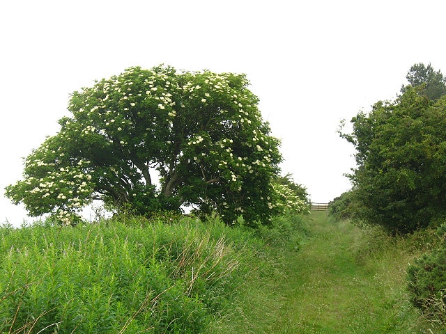The elder tree is a spring shrub.