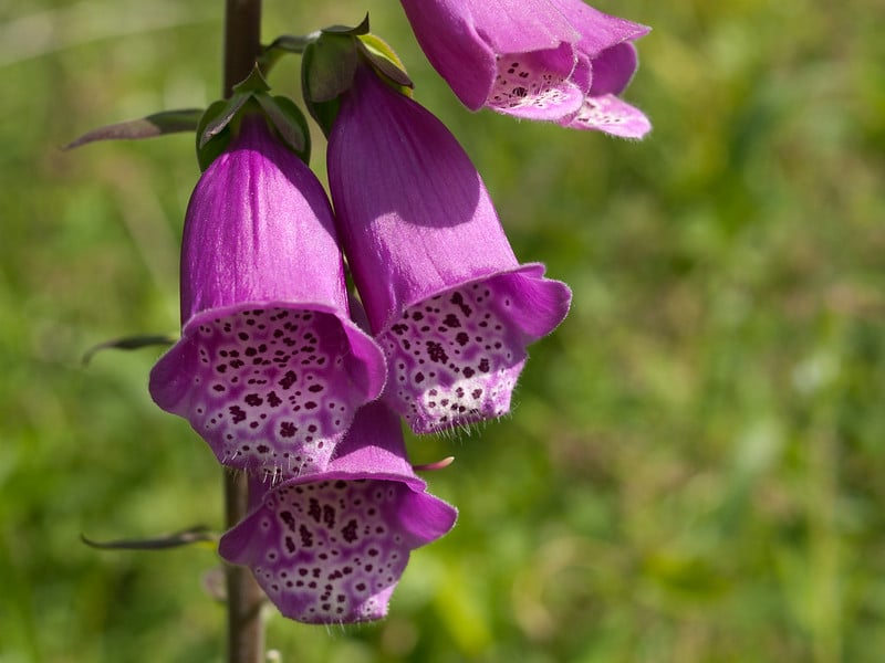 Foxgloves are a childhood favourite.