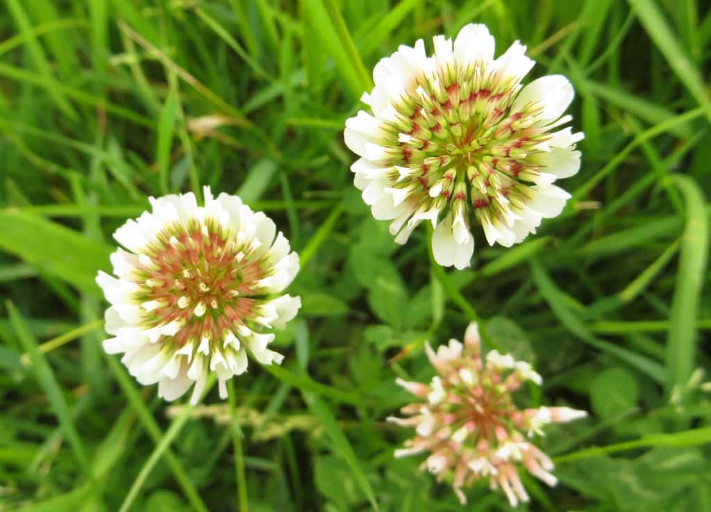 White clover is a native Irish flower.