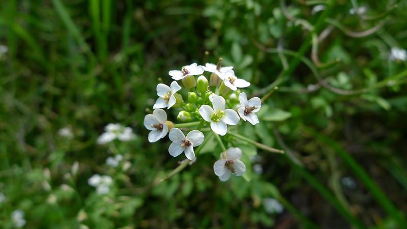 Watercress is a native Irish flower.
