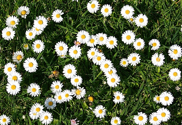 The daisy is a native Irish flower.