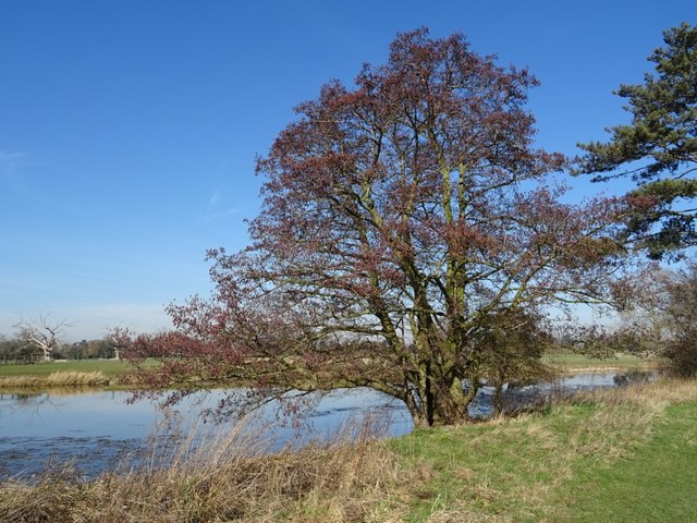 Alder Trees are part of the Birch family.
